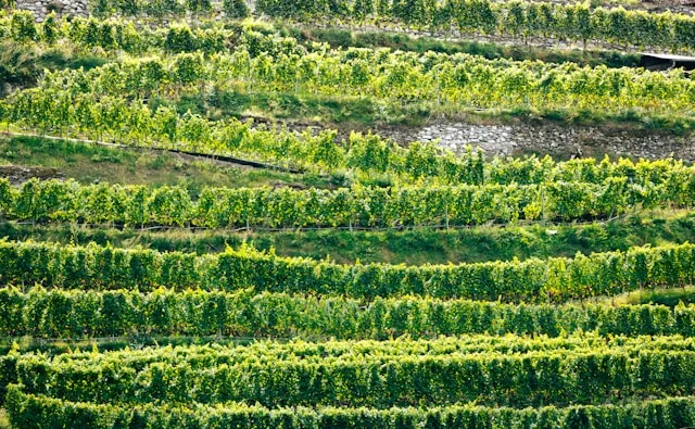 Aosta Valley's Agri-Food Sector in 2026: Why the Mountain That Makes the Cheese Cannot Find the People to Run It