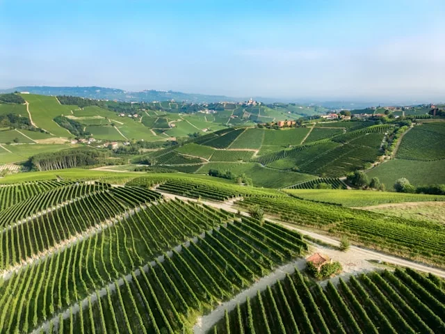 Asti's Agri-Food Sector Has Invested Millions in Automation. It Still Cannot Find the Leaders to Run It