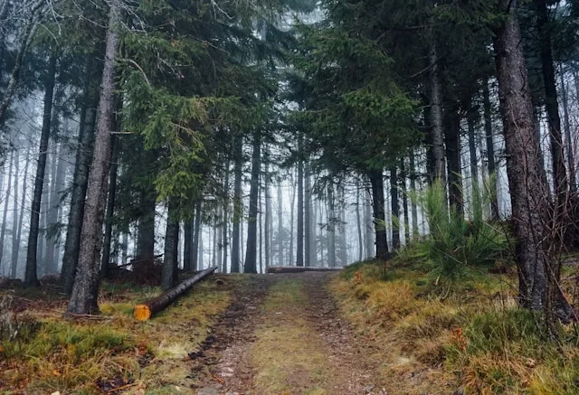 Freiburgs Boom im grünen Bauwesen hat ein Problem: Die Fachkräfte für die Umsetzung fehlen