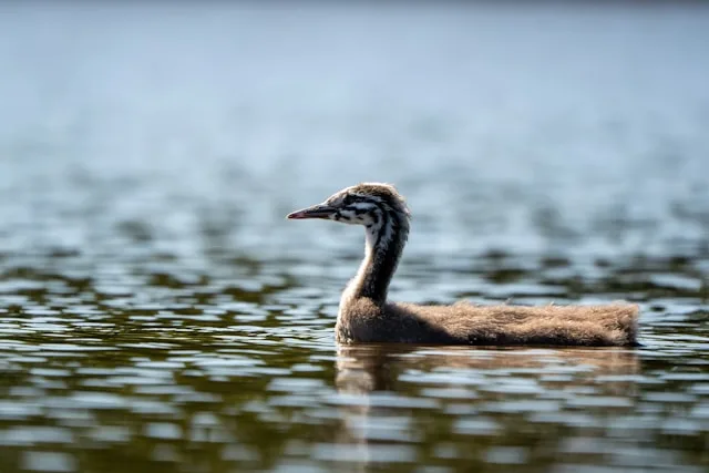 Genk's Cleantech Cluster Is Growing at Thor Park and Losing Its Best Firms to Eindhoven: The Talent Paradox Hiring Leaders Cannot Ignore