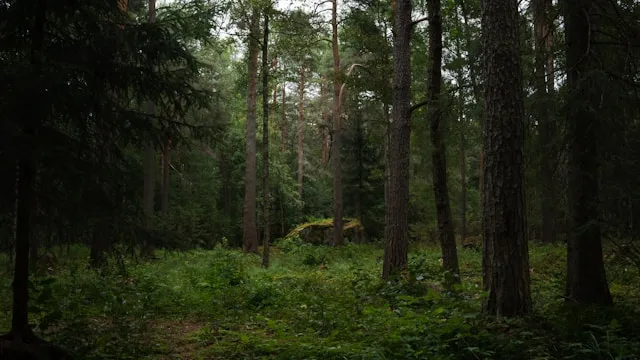 Jakobstadin sellu- ja pakkausklusteri: kuinka kaksikielisestä kaupungista tuli yksi Suomen vaikeimmista paikoista rekrytoida