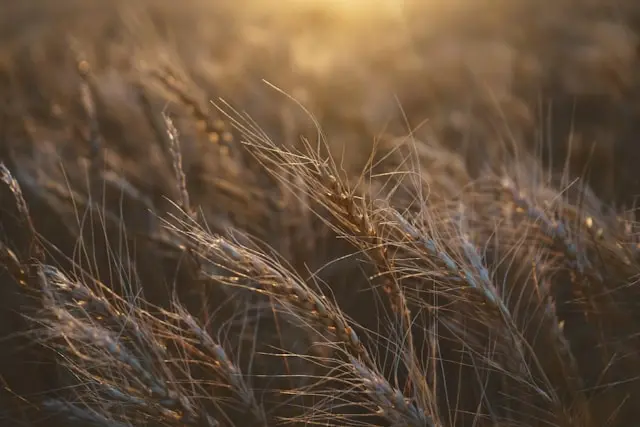 Қостанай астық секторын кадрлармен қамтамасыз ете алмай отыр: Қазақстанның негізгі астық өңіріндегі таланттар тапшылығы