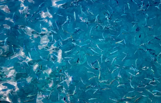 Nha Trang's Aquaculture Boom Is Building Capacity It Cannot Staff: The Talent Crisis Behind Vietnam's Marine Seafood Expansion
